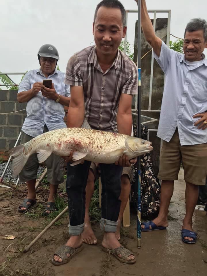 Câu cá trắm cỏ