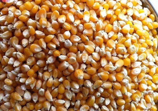 Cách sử dụng ngô để làm mồi câu