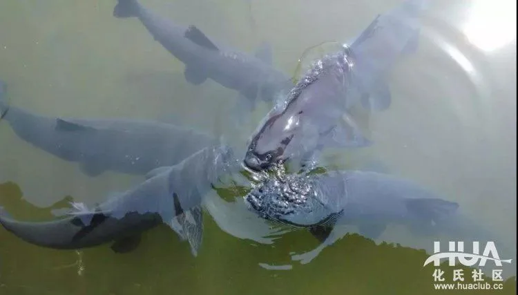 Hỏi đáp về mồi xả khi câu, phương pháp sử dụng mồi xả