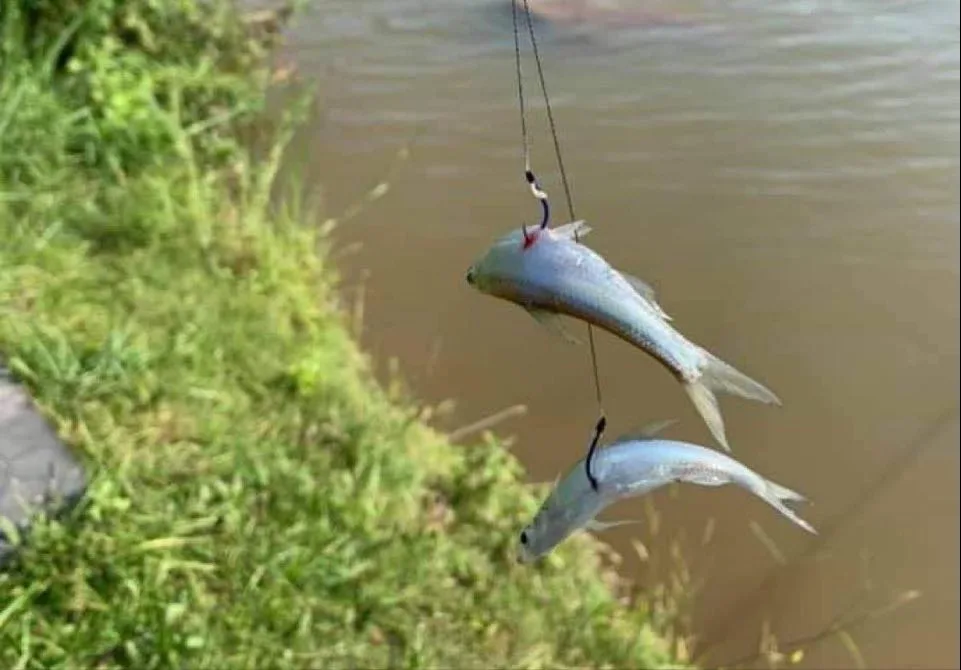 Cá con phá ổ cá lớn mới tới
