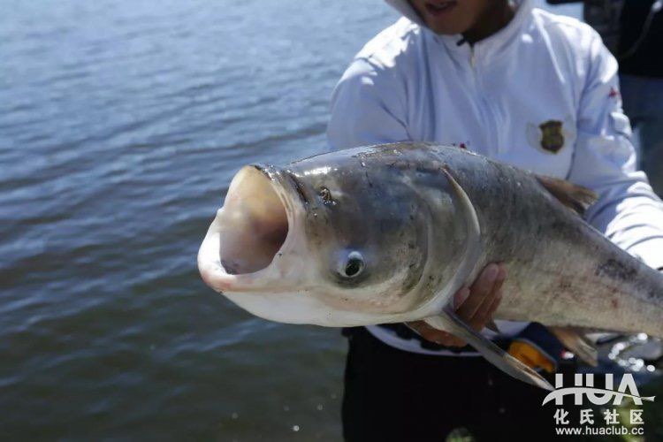 Kỹ thuật câu cá mè kỹ thuật câu cá mè