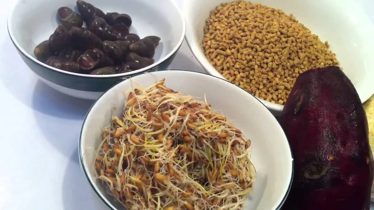 Hướng dẫn làm mồi câu cá chép hiệu quả (Phần 2)