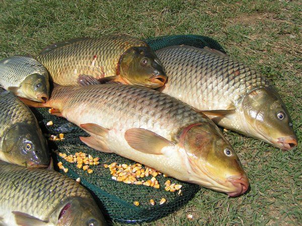 Hướng dẫn làm mồi câu cá chép hiệu quả (Phần 1)